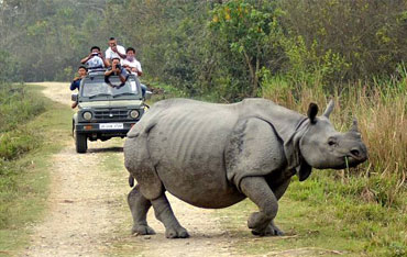 kaziranga rhino tour